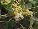   Cuscuta Chinensis Extract    